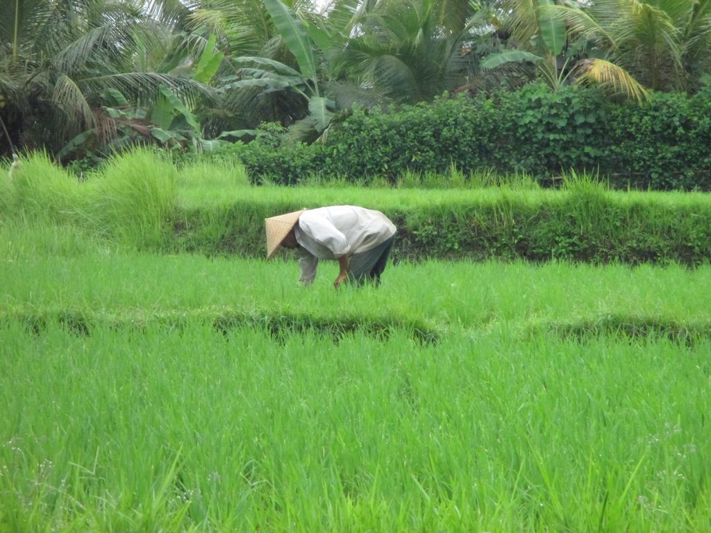Ancut Sari Hotel Ubud  Bagian luar foto